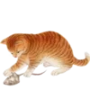 🐱 Эмодзи «Кошачья Жизнь» для Telegram