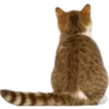🐱 Эмодзи «Кошачья Жизнь» для Telegram