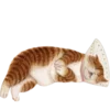 🐱 Эмодзи «Кошачья Жизнь» для Telegram