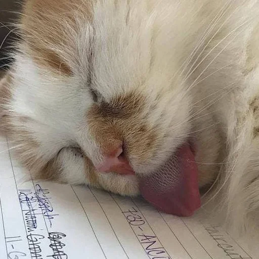 😵 Стикер «лучший пак» для Telegram