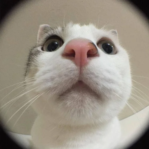 👽 Стикер «лучший пак» для Telegram