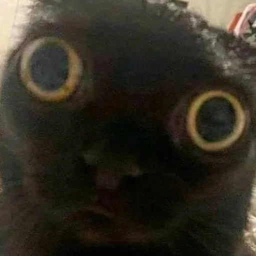👁 Стикер «лучший пак» для Telegram