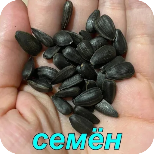 💅 Стикер «Слава семочному союзу» для Telegram