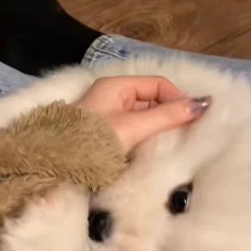 Стикерпак Samoyed для Telegram — скачать