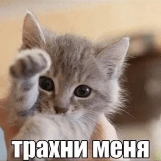 🫣 Стикер «чипыха шалит мур» для Telegram