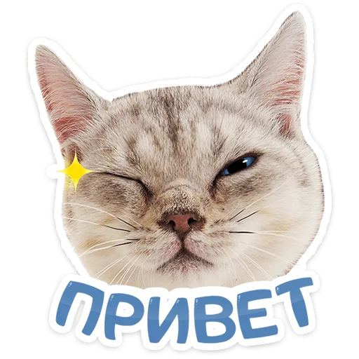Стикерпак Котятки для Telegram — скачать
