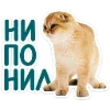 🐈 Эмодзи «Котятки» для Telegram