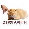 🐈 Эмодзи «Котятки» для Telegram