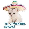 🐈 Эмодзи «Котятки» для Telegram