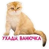 🐈 Эмодзи «Котятки» для Telegram