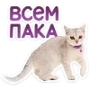 🐈 Эмодзи «Котятки» для Telegram