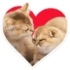 🐈 Эмодзи «Котятки» для Telegram
