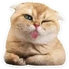 🐈 Эмодзи «Котятки» для Telegram