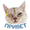 Эмодзи Котятки для Telegram — скачать