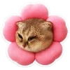 🐈 Эмодзи «Котятки» для Telegram
