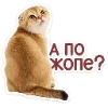 🐈 Эмодзи «Котятки» для Telegram