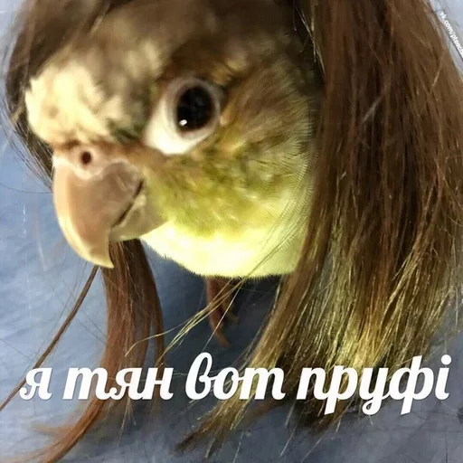 😊 Стикер «CHATICK CHAN» для Telegram