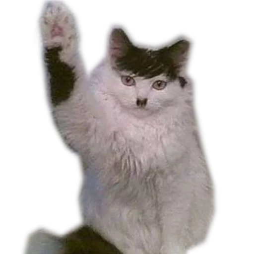 🖐 Стикер «Caters Gonna Cate» для Telegram