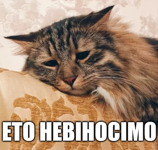 😞 Стикер «Caters Gonna Cate» для Telegram