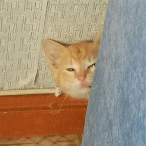 😑 Стикер «Caters Gonna Cate» для Telegram