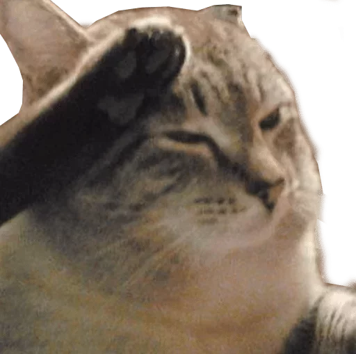 👏 Стикер «Caters Gonna Cate» для Telegram