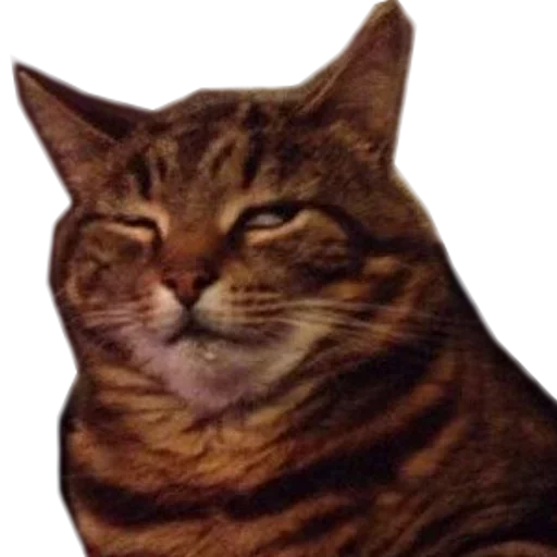 😖 Стикер «Caters Gonna Cate» для Telegram