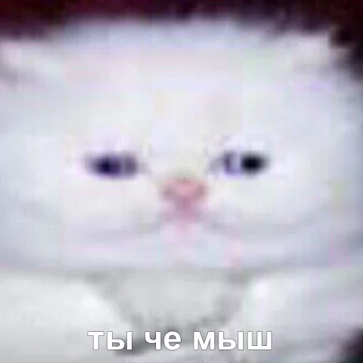 😐 Стикер «Caters Gonna Cate» для Telegram
