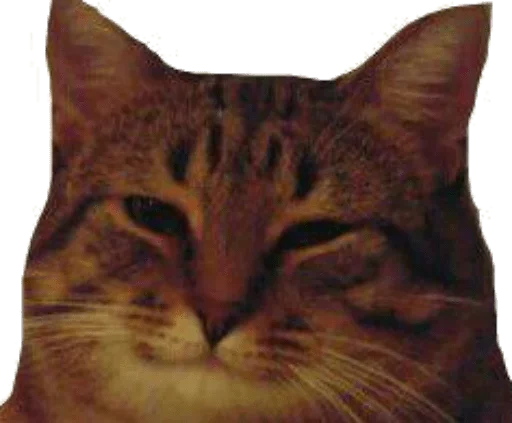 😼 Стикер «Caters Gonna Cate» для Telegram
