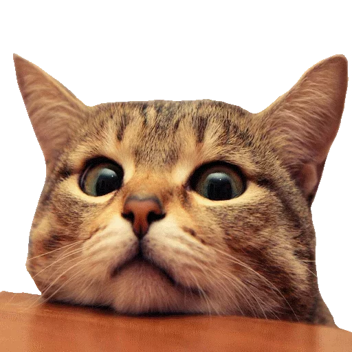 😔 Стикер «Caters Gonna Cate» для Telegram