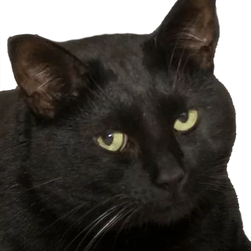 😕 Стикер «Caters Gonna Cate» для Telegram