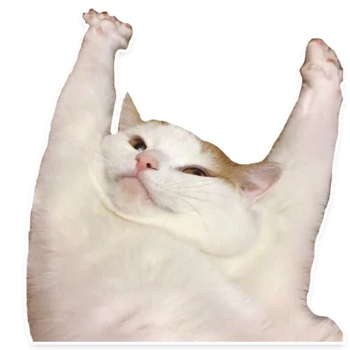 😋 Стикер «Caters Gonna Cate» для Telegram