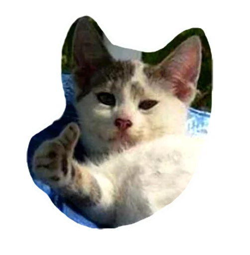 👍 Стикер «Caters Gonna Cate» для Telegram