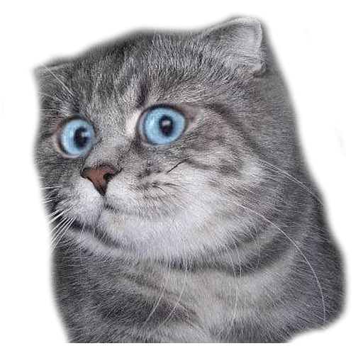 😯 Стикер «Caters Gonna Cate» для Telegram