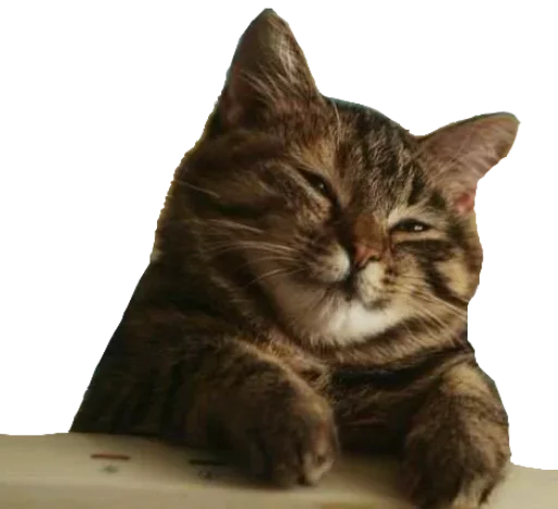 😌 Стикер «Caters Gonna Cate» для Telegram
