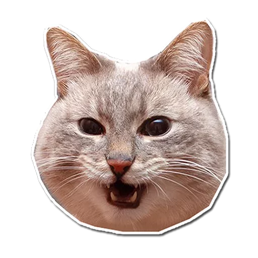 😺 Стикер «Caters Gonna Cate» для Telegram