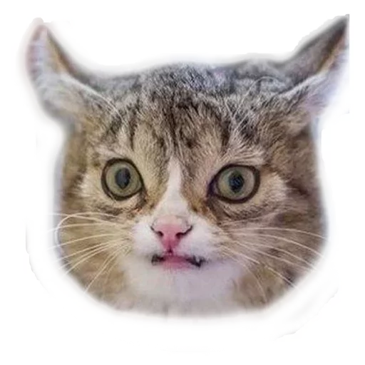 😧 Стикер «Caters Gonna Cate» для Telegram