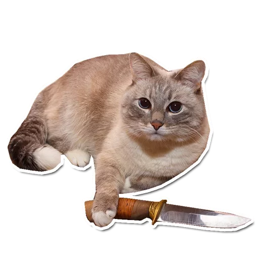 😡 Стикер «Caters Gonna Cate» для Telegram