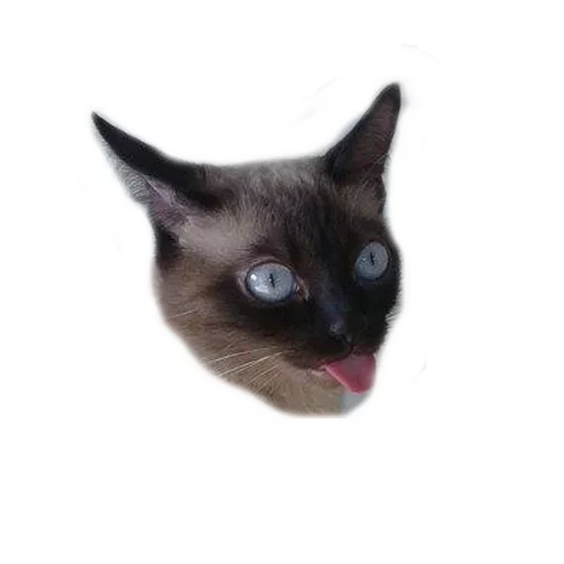 😬 Стикер «Caters Gonna Cate» для Telegram