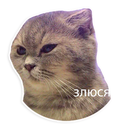 😒 Стикер «Caters Gonna Cate» для Telegram