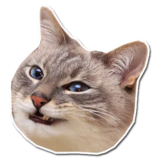 😜 Стикер «Caters Gonna Cate» для Telegram