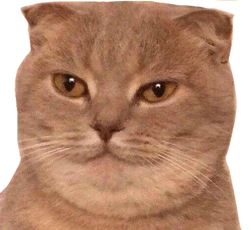 😐 Стикер «Caters Gonna Cate» для Telegram