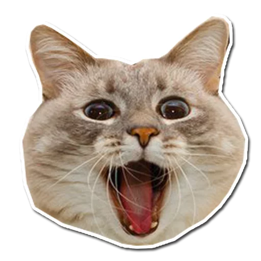😄 Стикер «Caters Gonna Cate» для Telegram