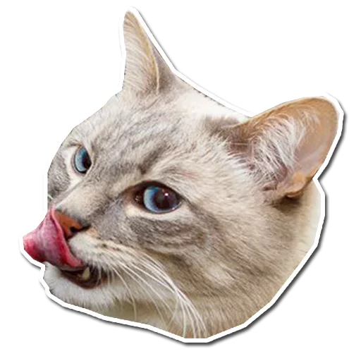 😋 Стикер «Caters Gonna Cate» для Telegram
