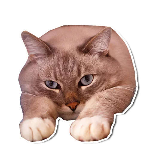 😞 Стикер «Caters Gonna Cate» для Telegram