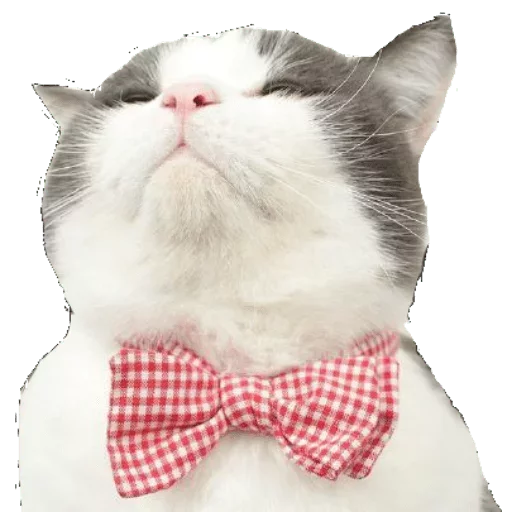 😎 Стикер «Caters Gonna Cate» для Telegram