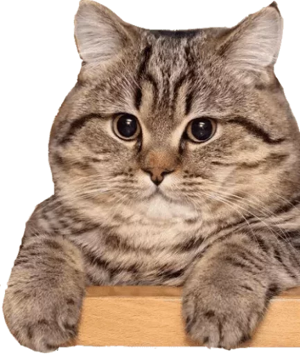 🤔 Стикер «Caters Gonna Cate» для Telegram