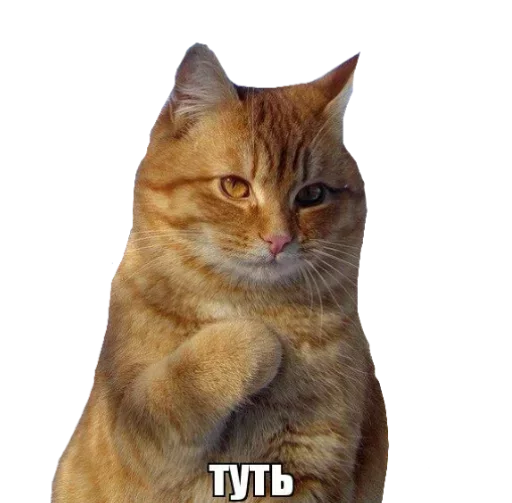 🤗 Стикер «Caters Gonna Cate» для Telegram