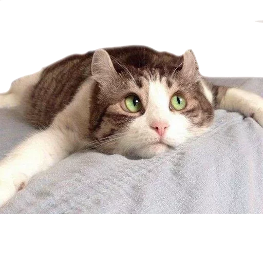 😕 Стикер «Caters Gonna Cate» для Telegram