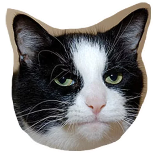 😑 Стикер «Caters Gonna Cate» для Telegram