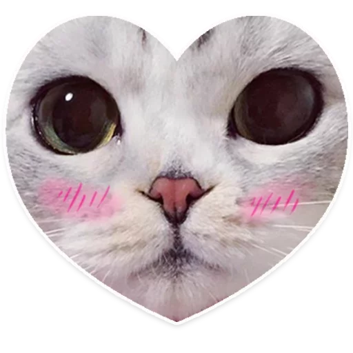 ❤️ Стикер «Caters Gonna Cate» для Telegram